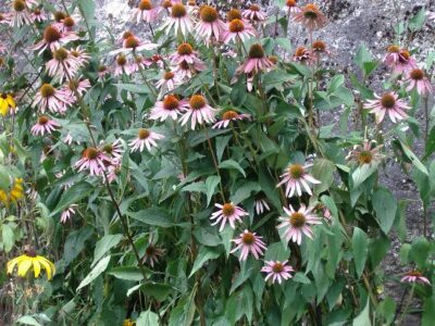 The Price of Food and Oil Image